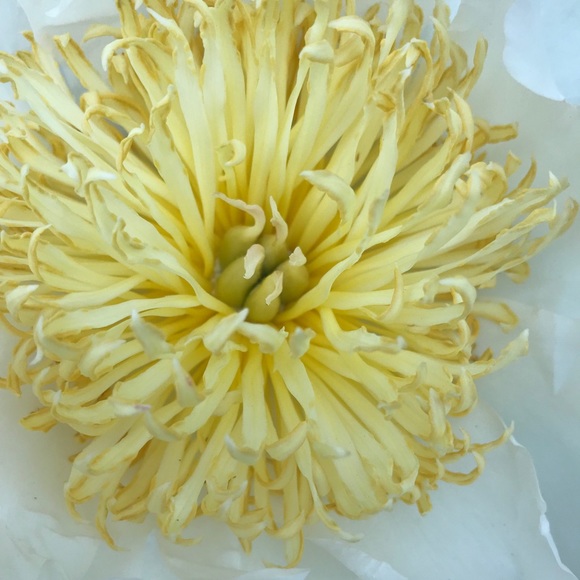 Meet your Posher, Cindy - Picture 6 of 12